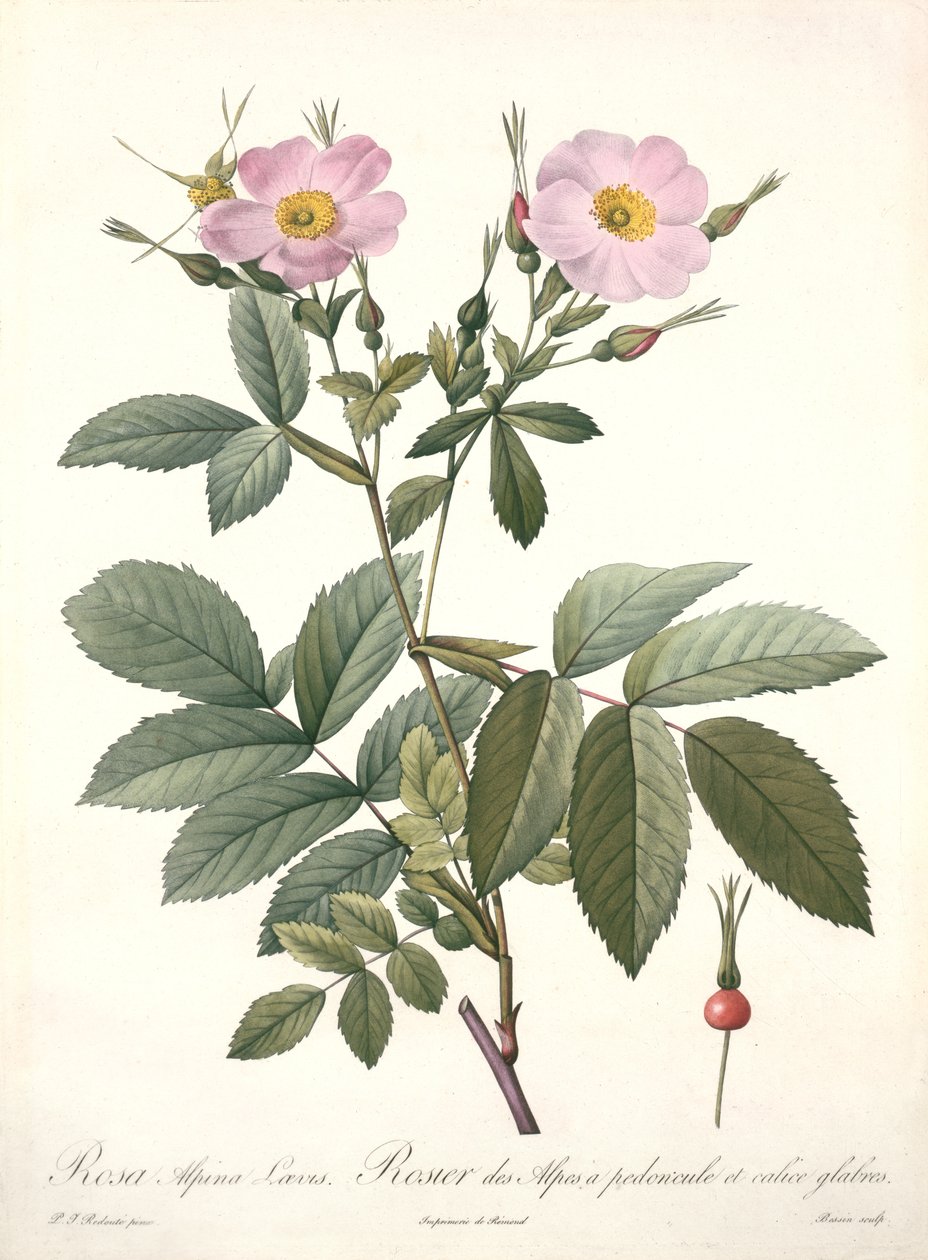 Rosa alpina laevis, rytowane przez Bessina, z „Les Roses”, 1817-24 (kolorowa akwatinta) autorstwa Pierre Joseph Redouté