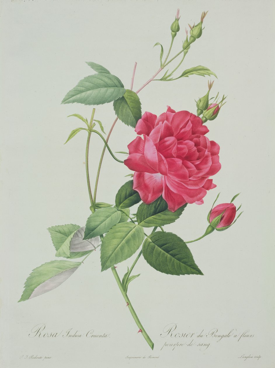 Rosa indica cruenta (krwistoczerwona róża bengalska), grawerowana przez Langlois, z „Les Roses”, 1817-24 (kolorowa akwatinta) autorstwa Pierre Joseph Redouté