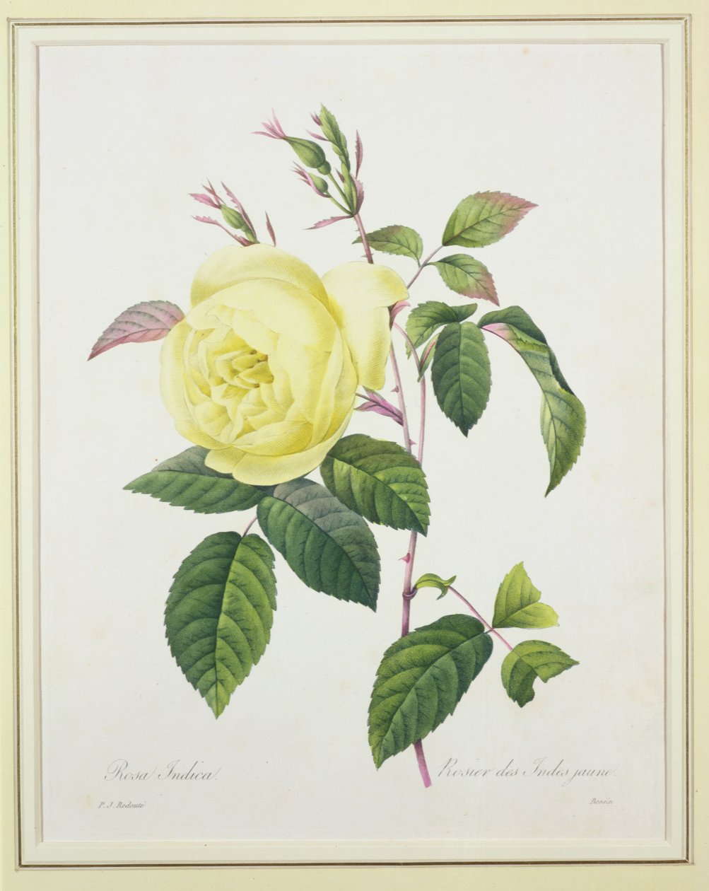 Rosa indica, grawerowane przez Bessina, z „Wybór najpiękniejszych kwiatów”, 1827 autorstwa Pierre Joseph Redouté