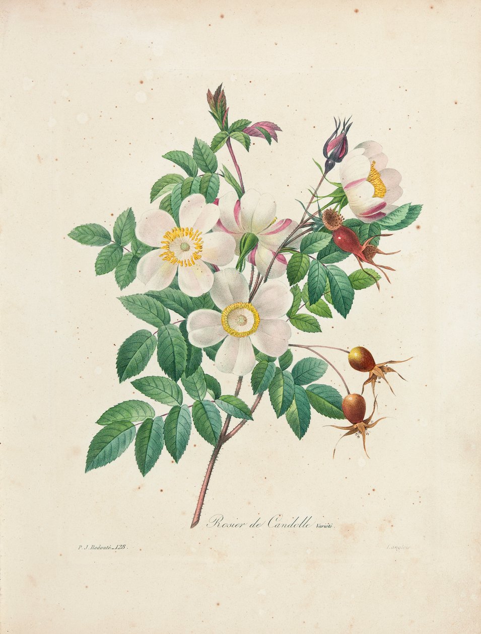 Rosier de Candolle, z "Choix des Plus Belles Fleurs et des Plus Beaux Fruits", Vol. I, 1827-33 autorstwa Pierre Joseph Redouté