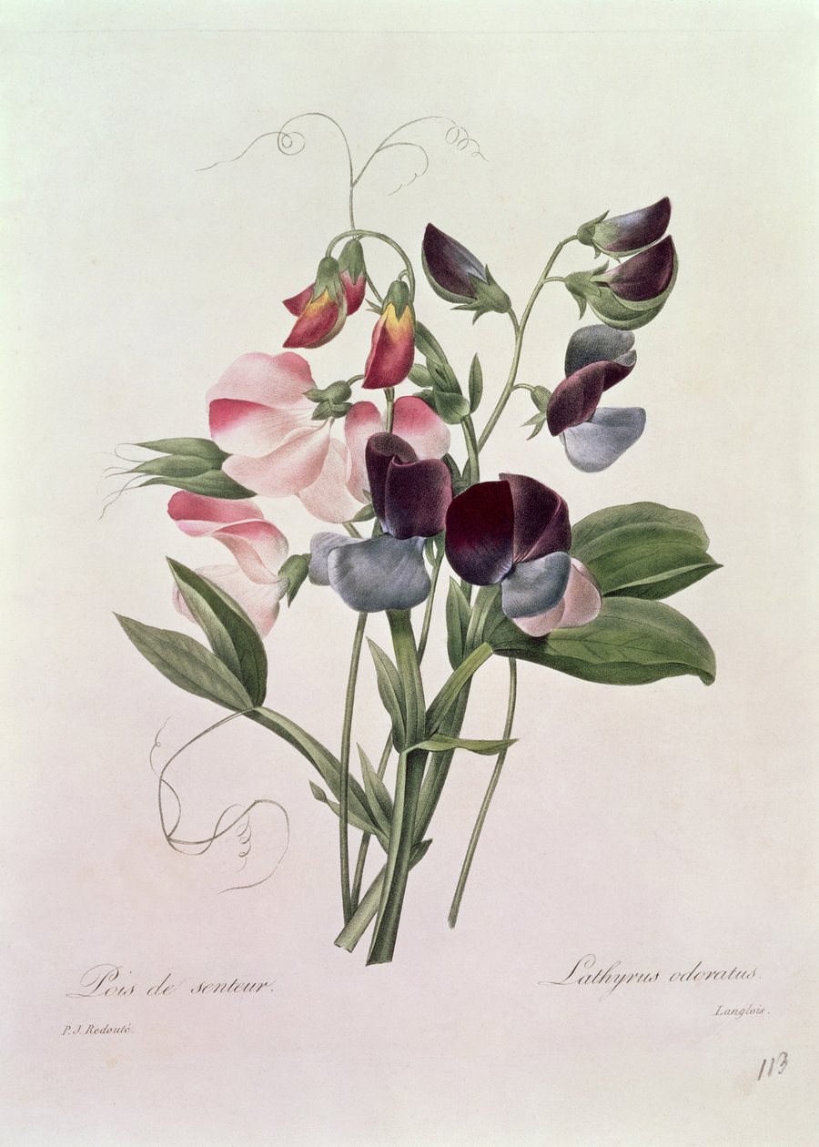 Groszek słodki (Lathyrus odoratur) wygrawerowany przez Langlois, z "Choix des Plus Belles Fleurs", 1827-33 autorstwa Pierre Joseph Redouté