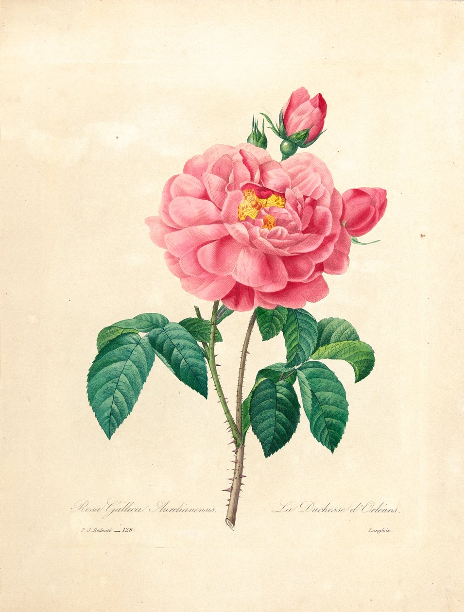 Księżna Orleanu Róża, grawerowana przez Langlois, z „Wybór najpiękniejszych kwiatów i najpiękniejszych owoców”, t. I, 1827-33 autorstwa Pierre Joseph Redouté