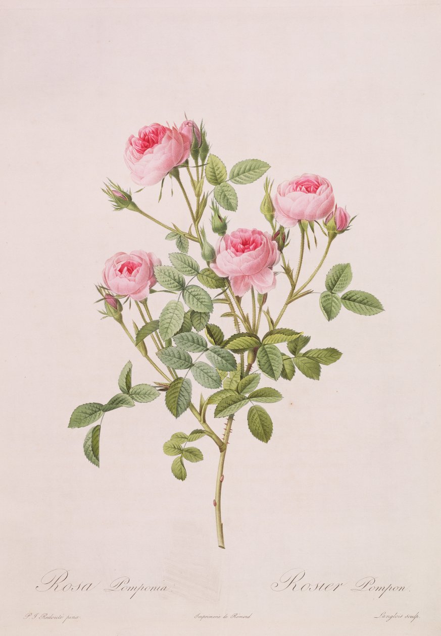 Rosa pomponia, grawerowana przez Langlois, z Les Roses, 1817-24 (kolorowa akwatinta) autorstwa Pierre Joseph Redouté