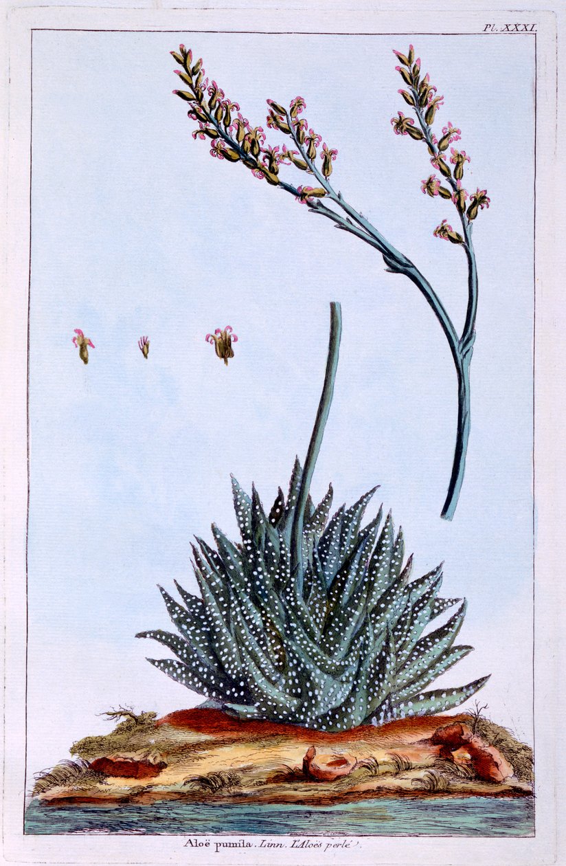 Aloes, ilustracja z „Collection Precieuse et Enluminee Des Floura” Pierre