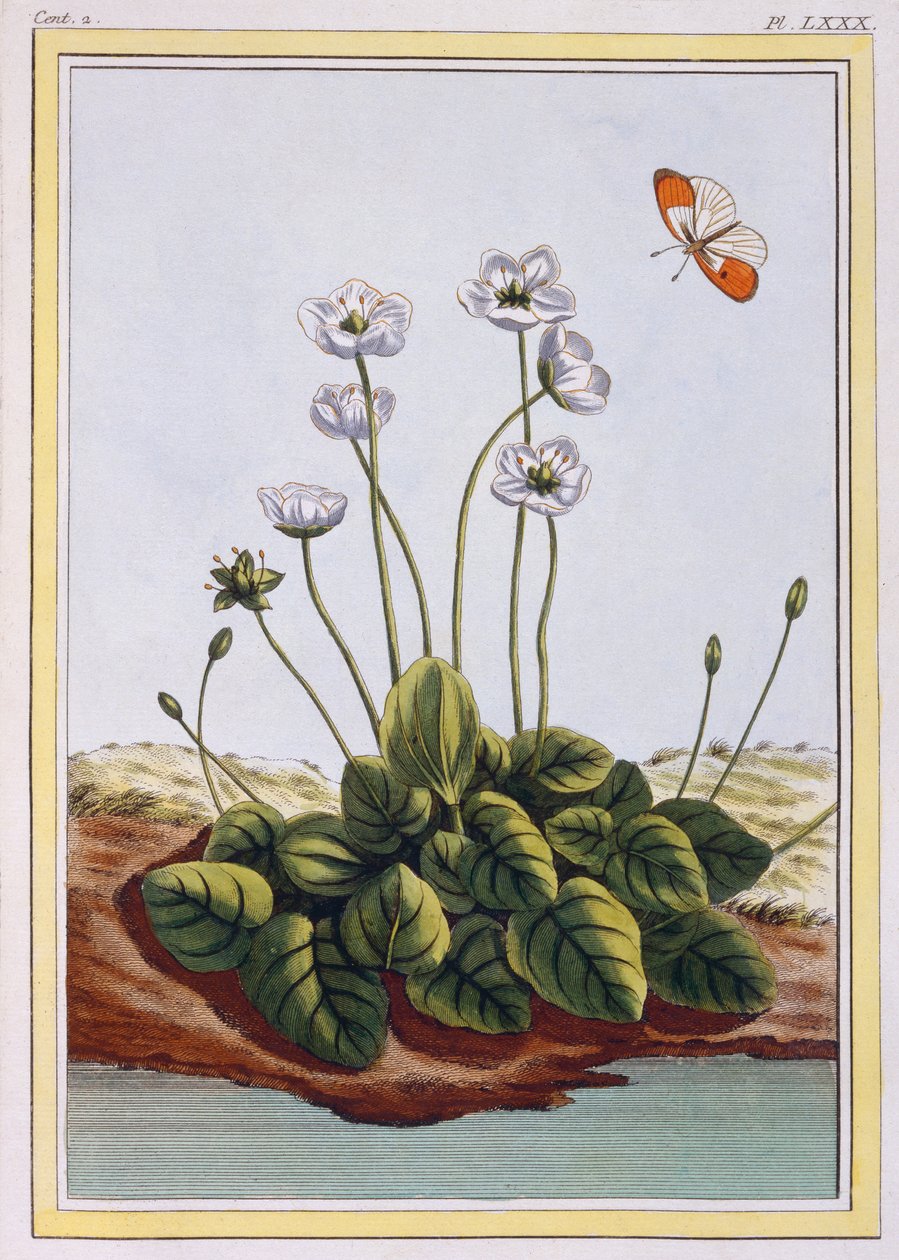 Chiendent de Parnasse (Trawa Parnasu), ok. 1776 (ręcznie barwiony grawer) autorstwa Pierre Joseph Buchoz