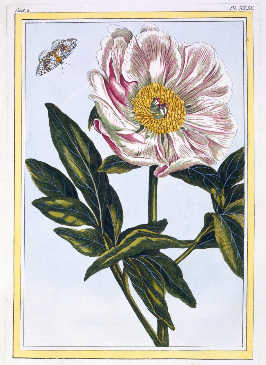 Piwonia pospolita w kolorze miąższu, ok. 1766 (ręcznie barwiony grawerunek) autorstwa Pierre Joseph Buchoz
