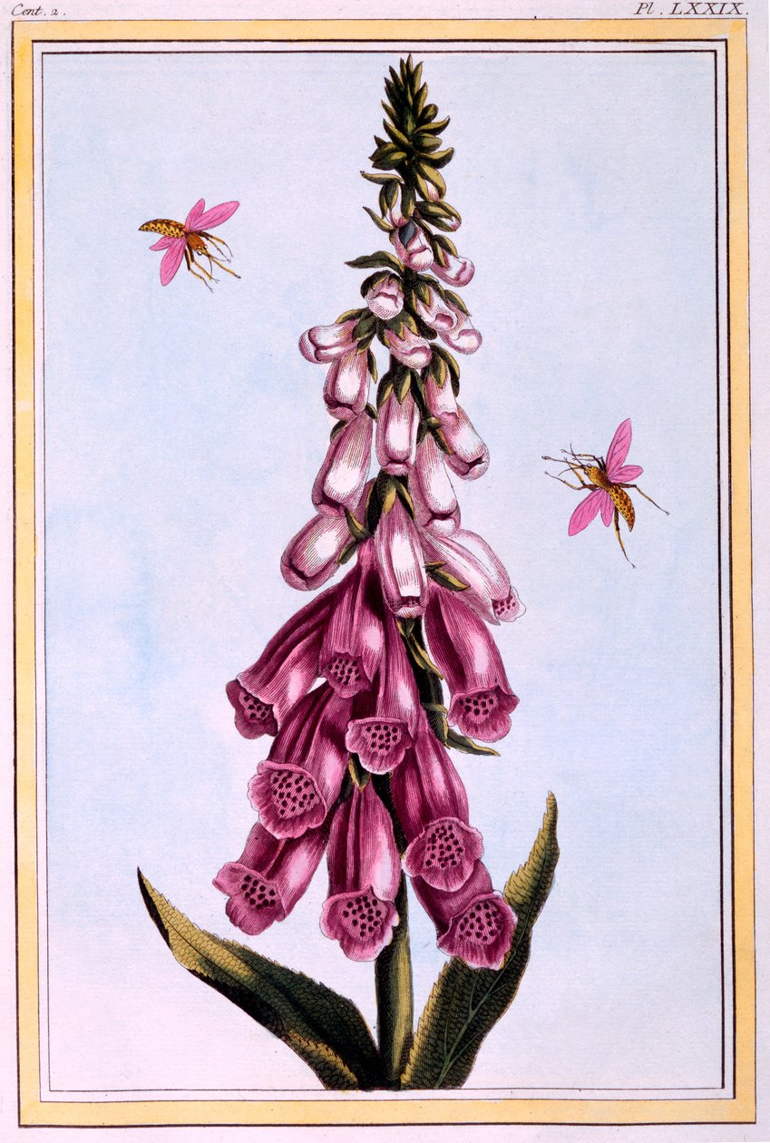 Foxglove Digitalis, ilustracja z „Collection Precieuse et Enluminee Des Floura”, część II, autorstwa Pierre