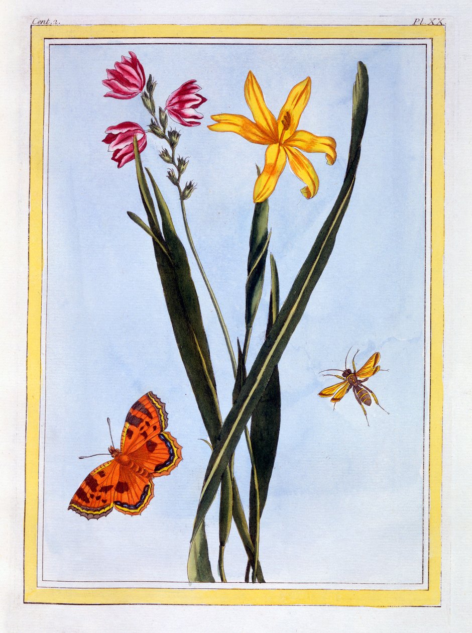 Ixia z Ameryki Południowej, ok.1766 (ręcznie barwiony grawerunek) autorstwa Pierre Joseph Buchoz