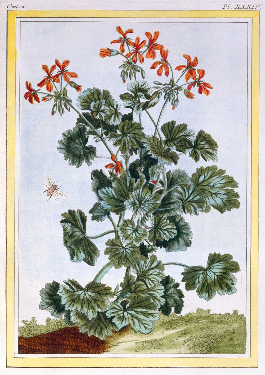 Żółtokwiatowy dziób żurawinowy, ok.1776 (ręcznie barwiony grawerunek) autorstwa Pierre Joseph Buchoz