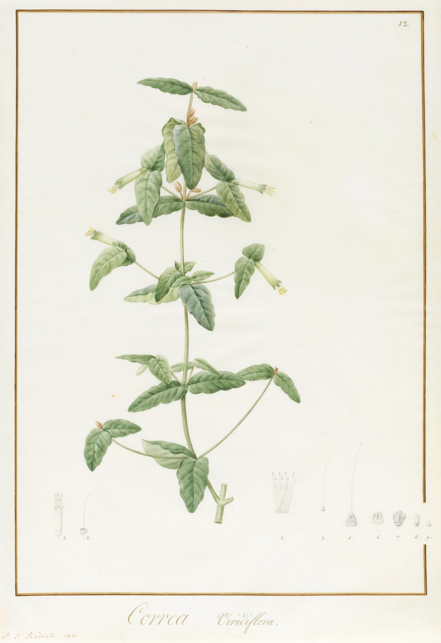 Correa Vieisiflora, 1811 (wc i kolor nadwozia na śladach grafitu na welinie) autorstwa Pierre Joseph Redouté