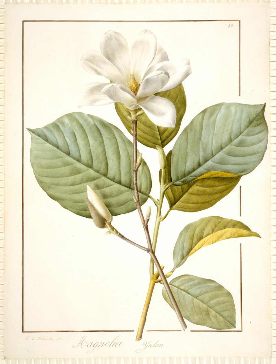Magnolia Yulan, Magnolia Denudata, 1812 (wc i kolor nadwozia na śladach grafitu na welinie) autorstwa Pierre Joseph Redouté