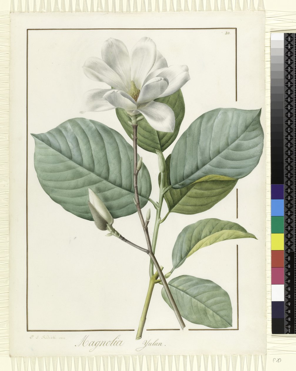 Magnolia yulan Magnolia denudata, 1812 autorstwa Pierre Joseph Redouté