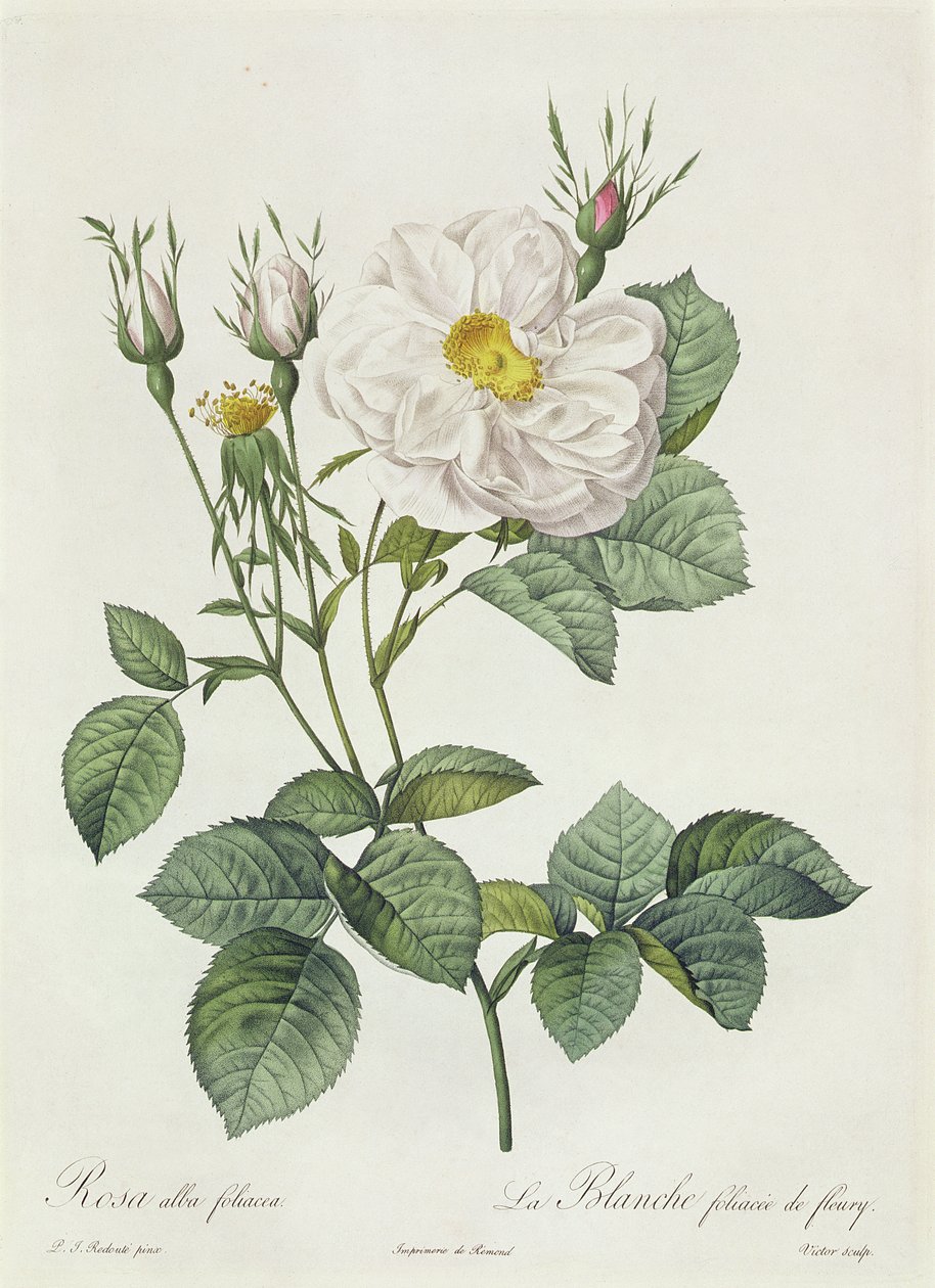 Rosa Alba Foliacea autorstwa Pierre Joseph Redouté