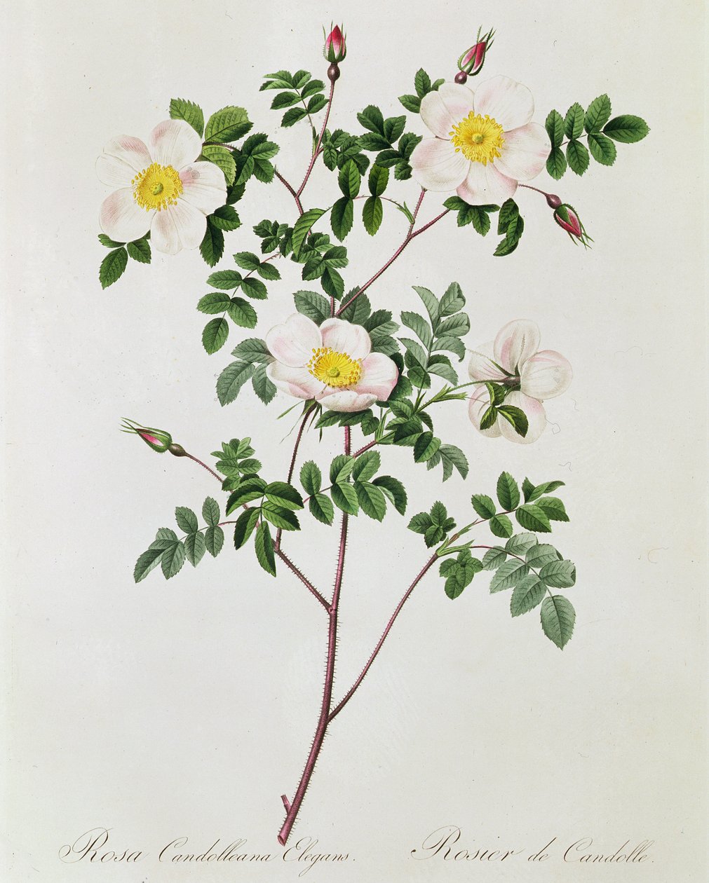 Rosa Candolleana Elegans autorstwa Pierre Joseph Redouté