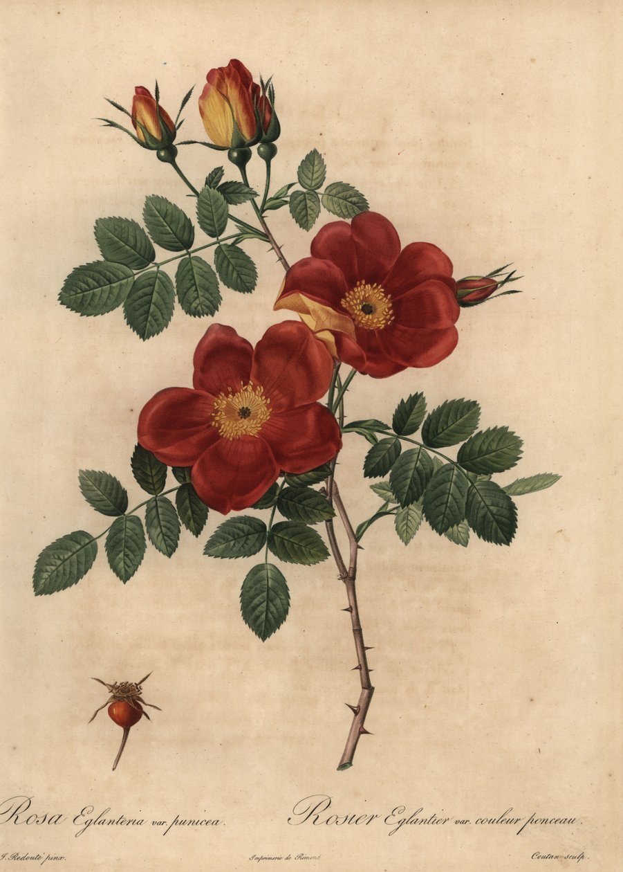 Miedziana róża, Rosa eglanteria autorstwa Pierre Joseph Redouté