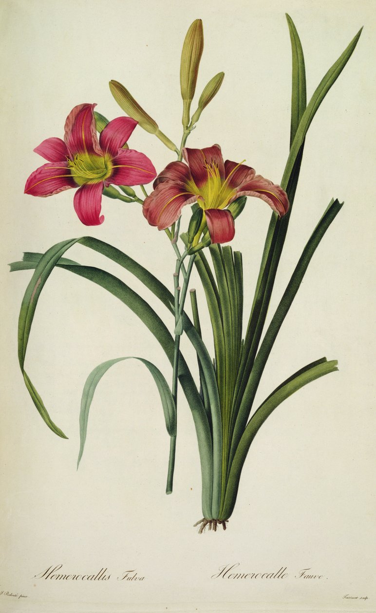 Hemerocallis fulva (lilia), z 