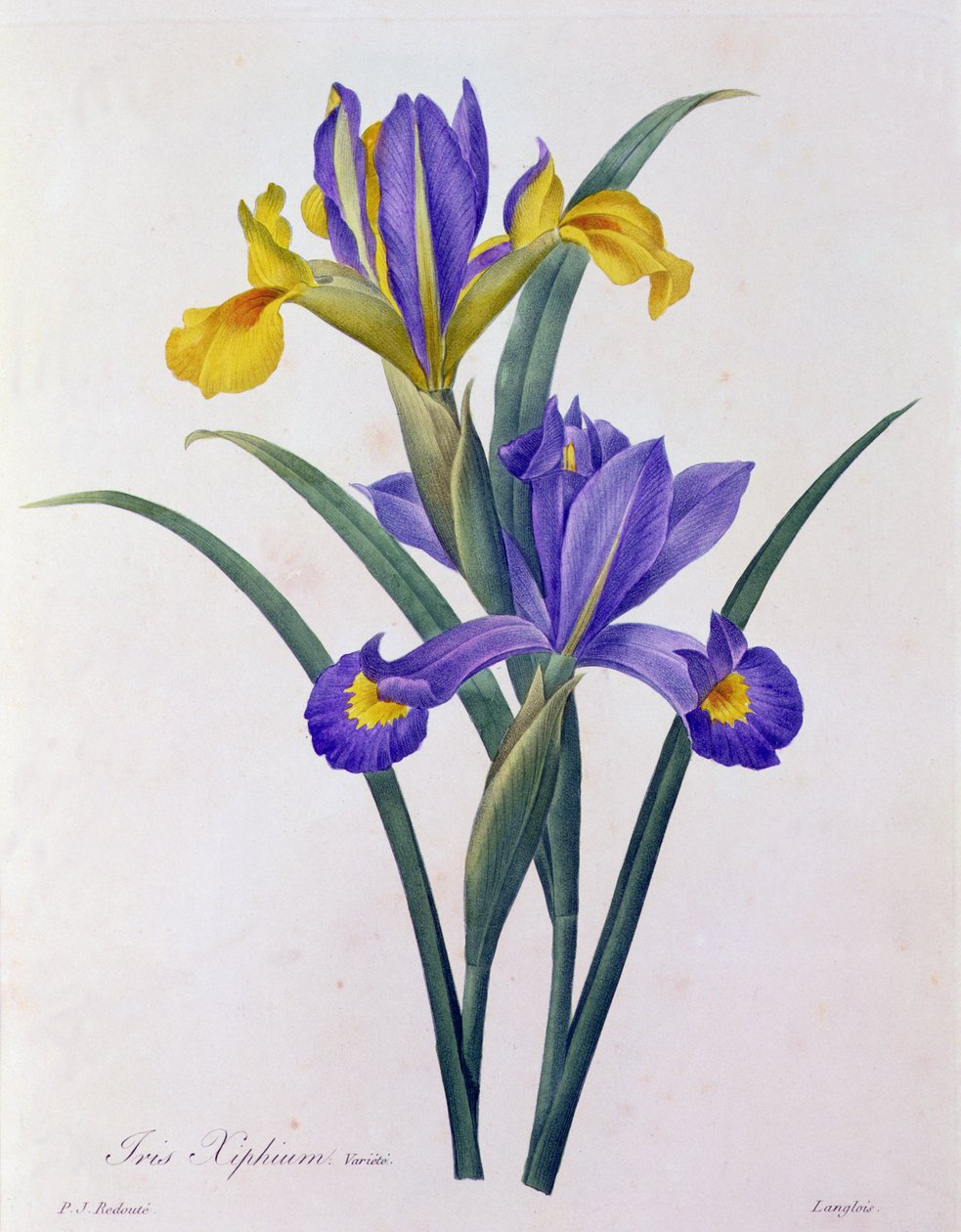 Iris Xiphium (kolorowy grawerunek) autorstwa Pierre Joseph Redouté