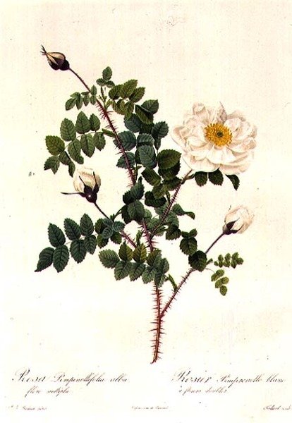 Rosa Pimpinellifolia Alba Flore Multiplei autorstwa Pierre Joseph Redouté