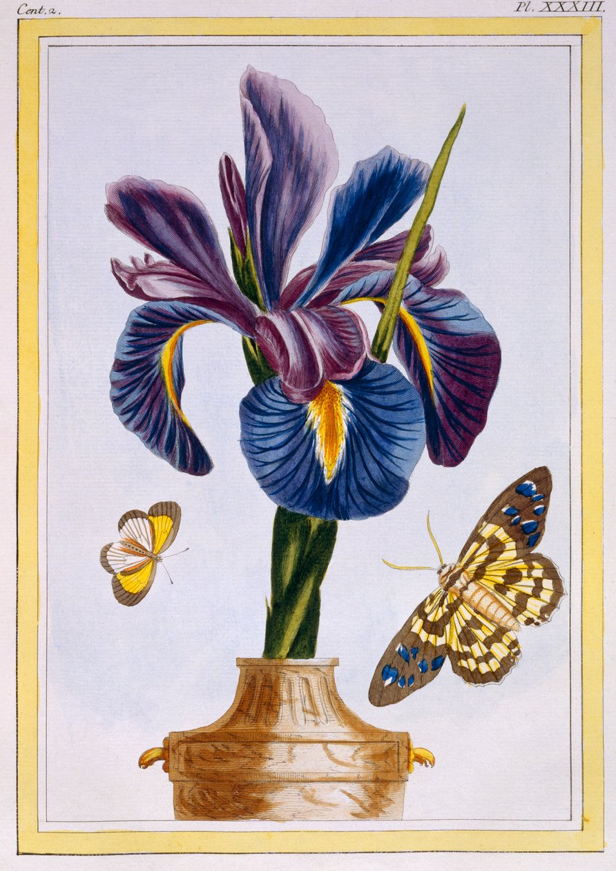 Irys pospolity z motylami, wyd. 1776. autorstwa Pierre Joseph Buchoz