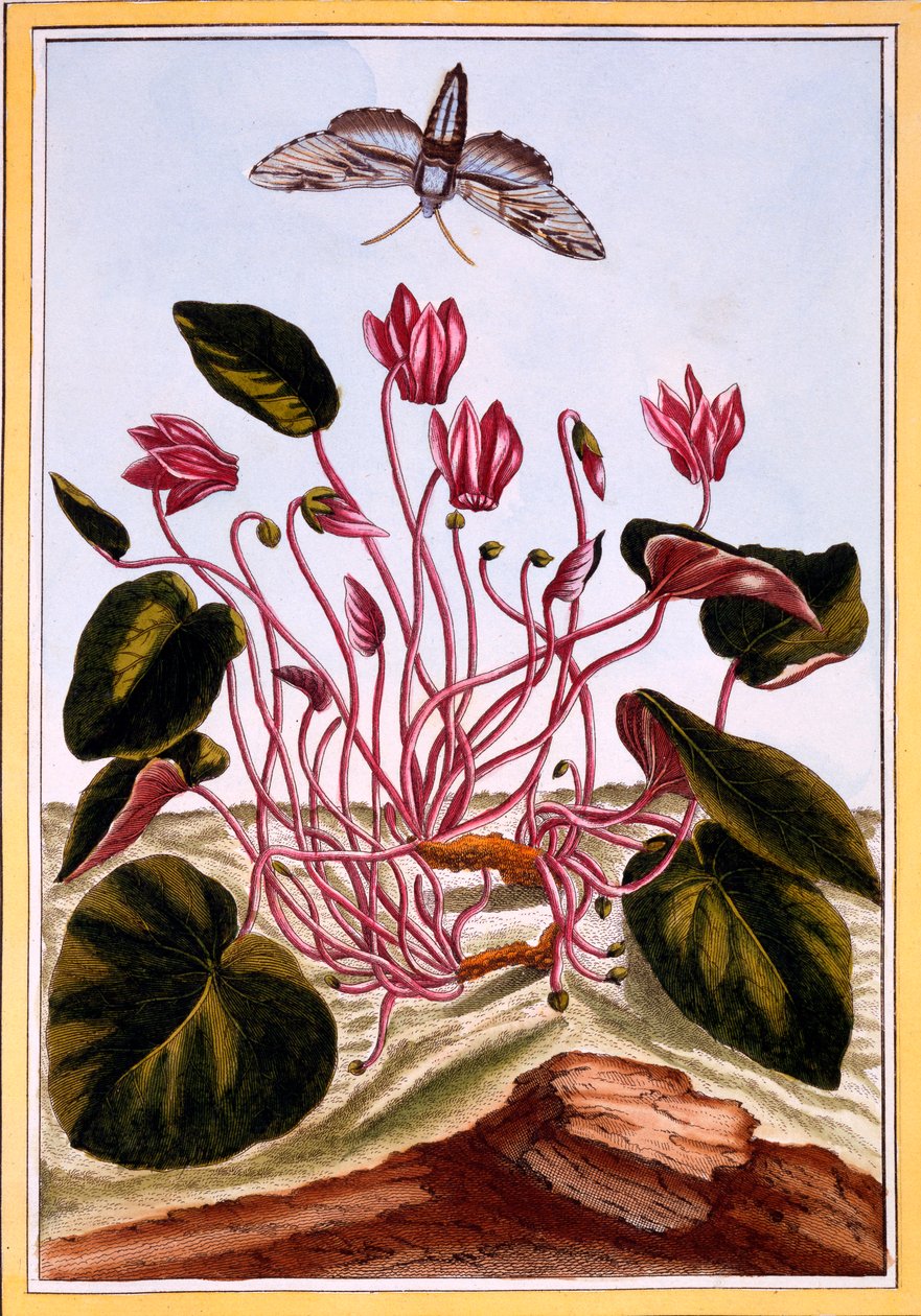 Cyklamen, wyd. 1776. autorstwa Pierre Joseph Buchoz