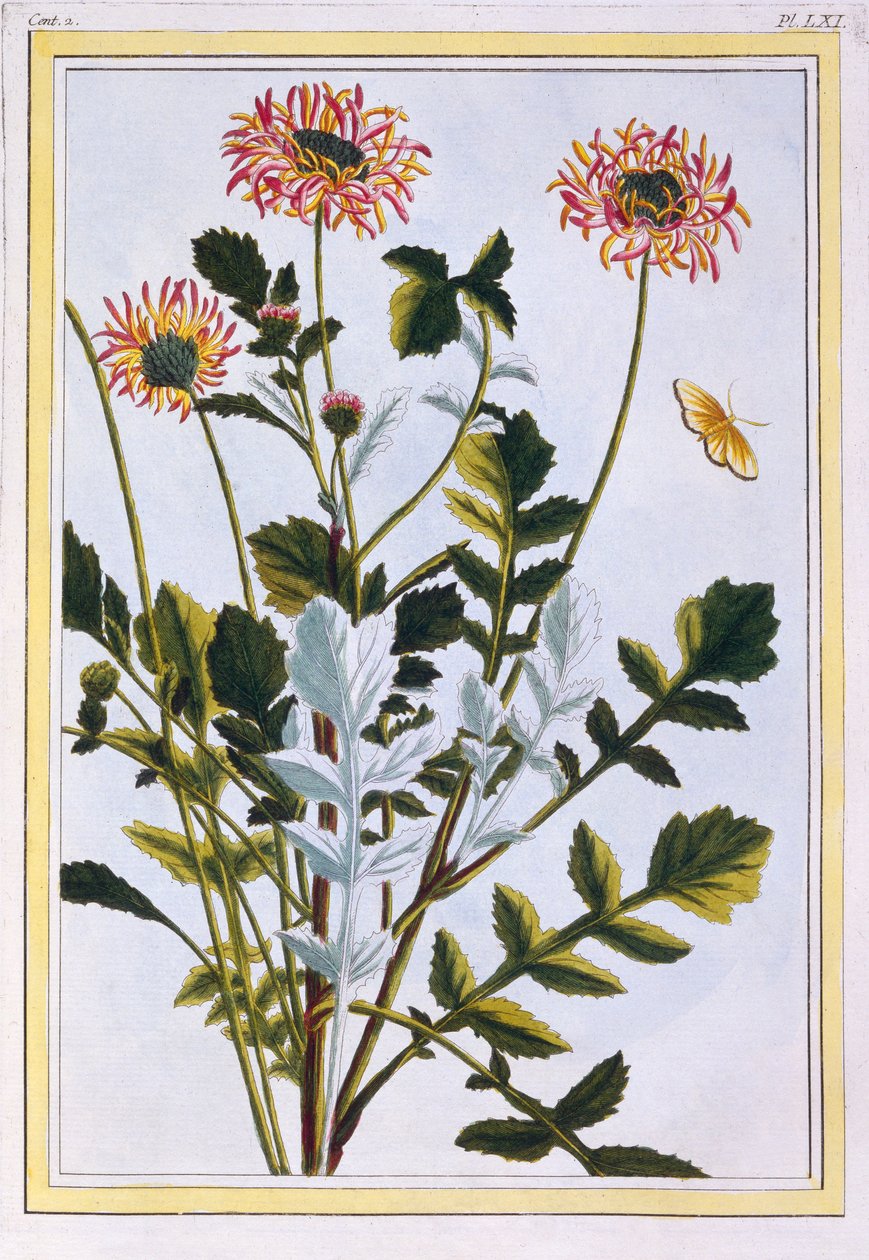 Etiopski Arctotis African Daisy, wyd. 1776. autorstwa Pierre Joseph Buchoz