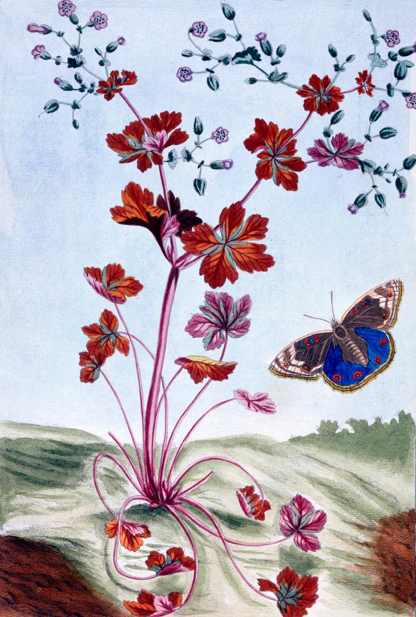 Błyszczący Cranesbill, wyd. 1776. autorstwa Pierre Joseph Buchoz