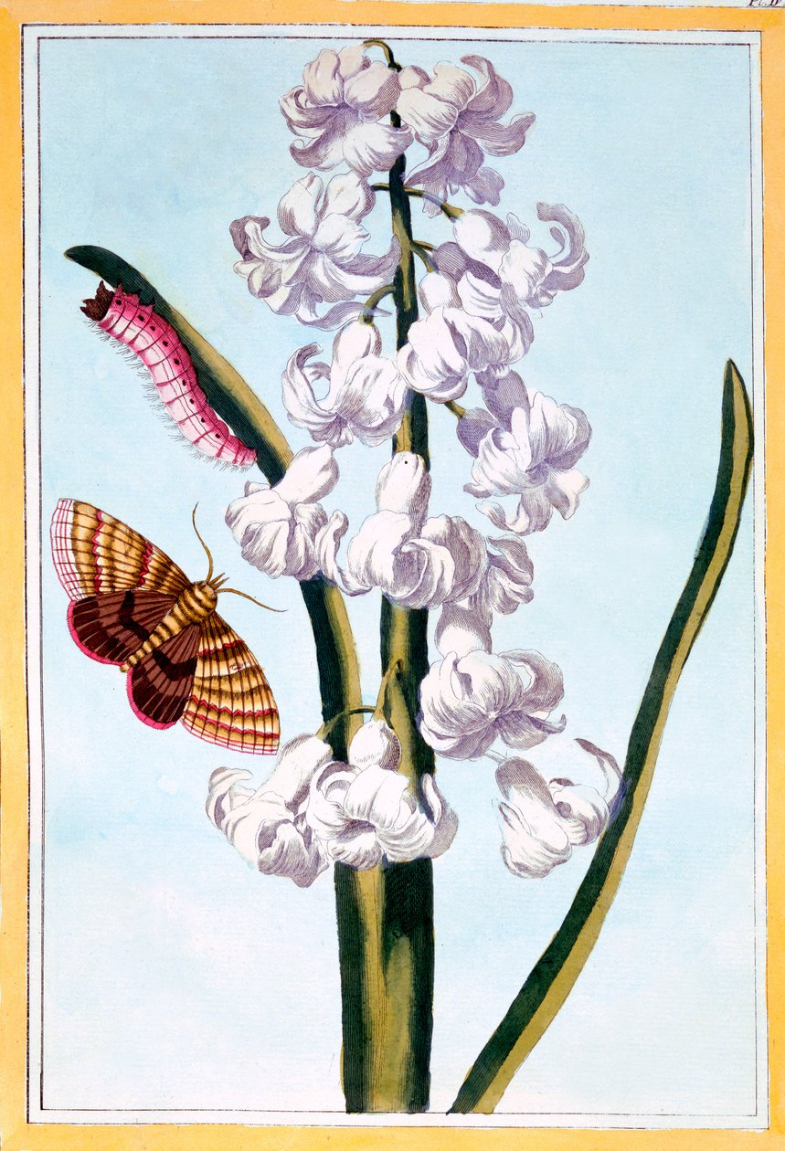 Hiacynt, ok. 1766 (rycina ręcznie kolorowana) autorstwa Pierre Joseph Buchoz