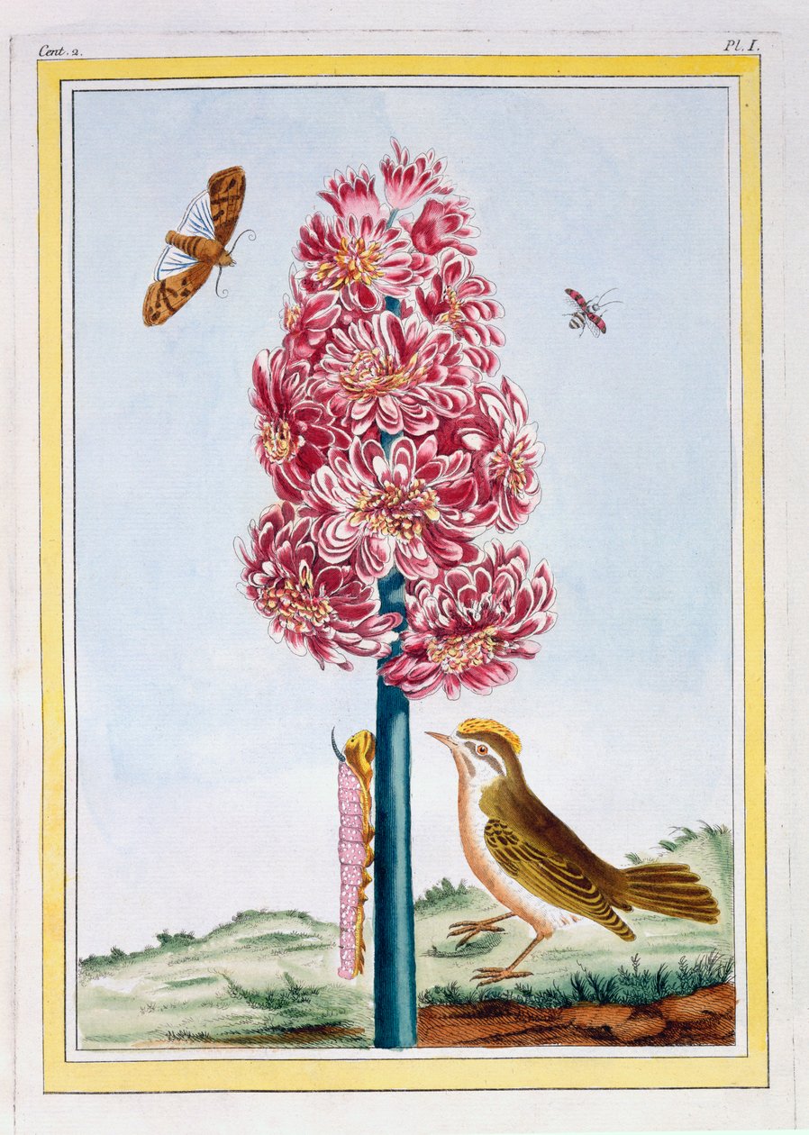 Hiacynt, wyd. 1776. autorstwa Pierre Joseph Buchoz