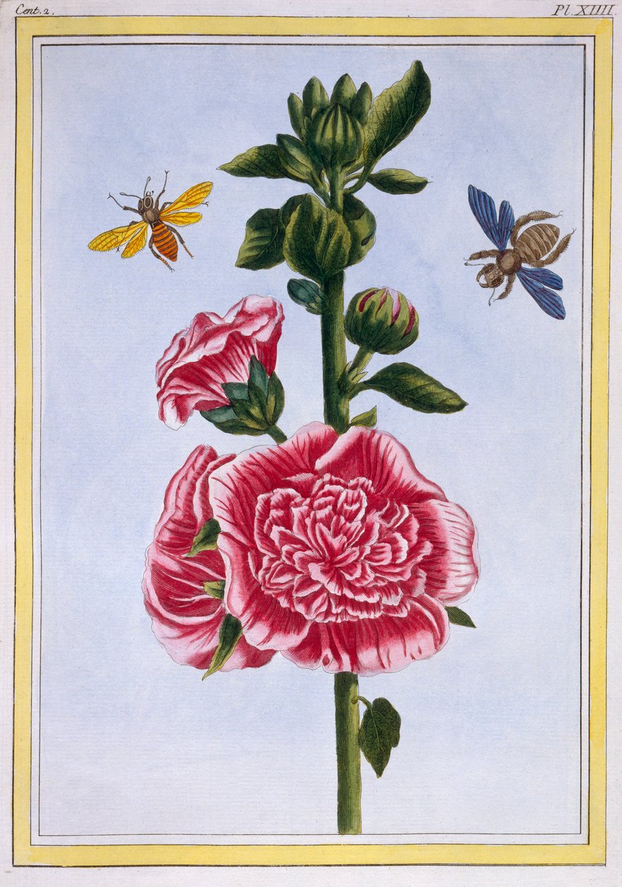 Malwa Passerose, wyd. 1776. autorstwa Pierre Joseph Buchoz