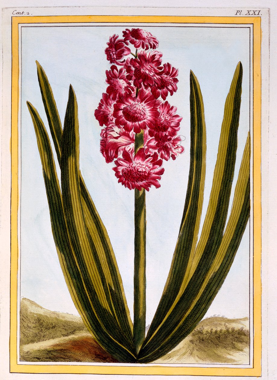 Royal Crimson, wyd. 1776. autorstwa Pierre Joseph Buchoz