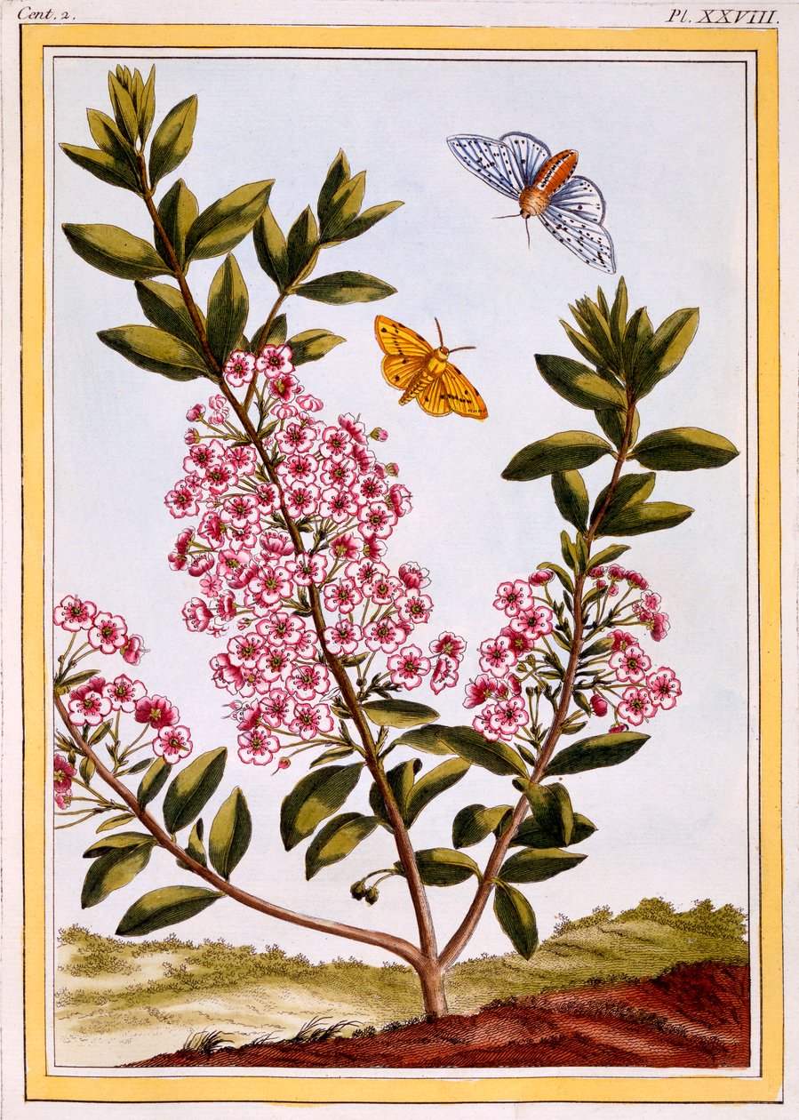 Wawrzyn Owczy Kalmia augustifolia, wyd. 1776. autorstwa Pierre Joseph Buchoz