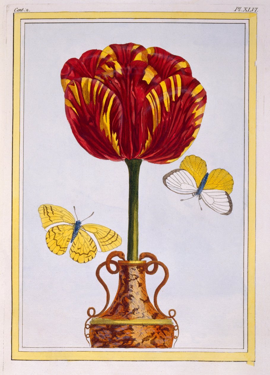 Tulipan 