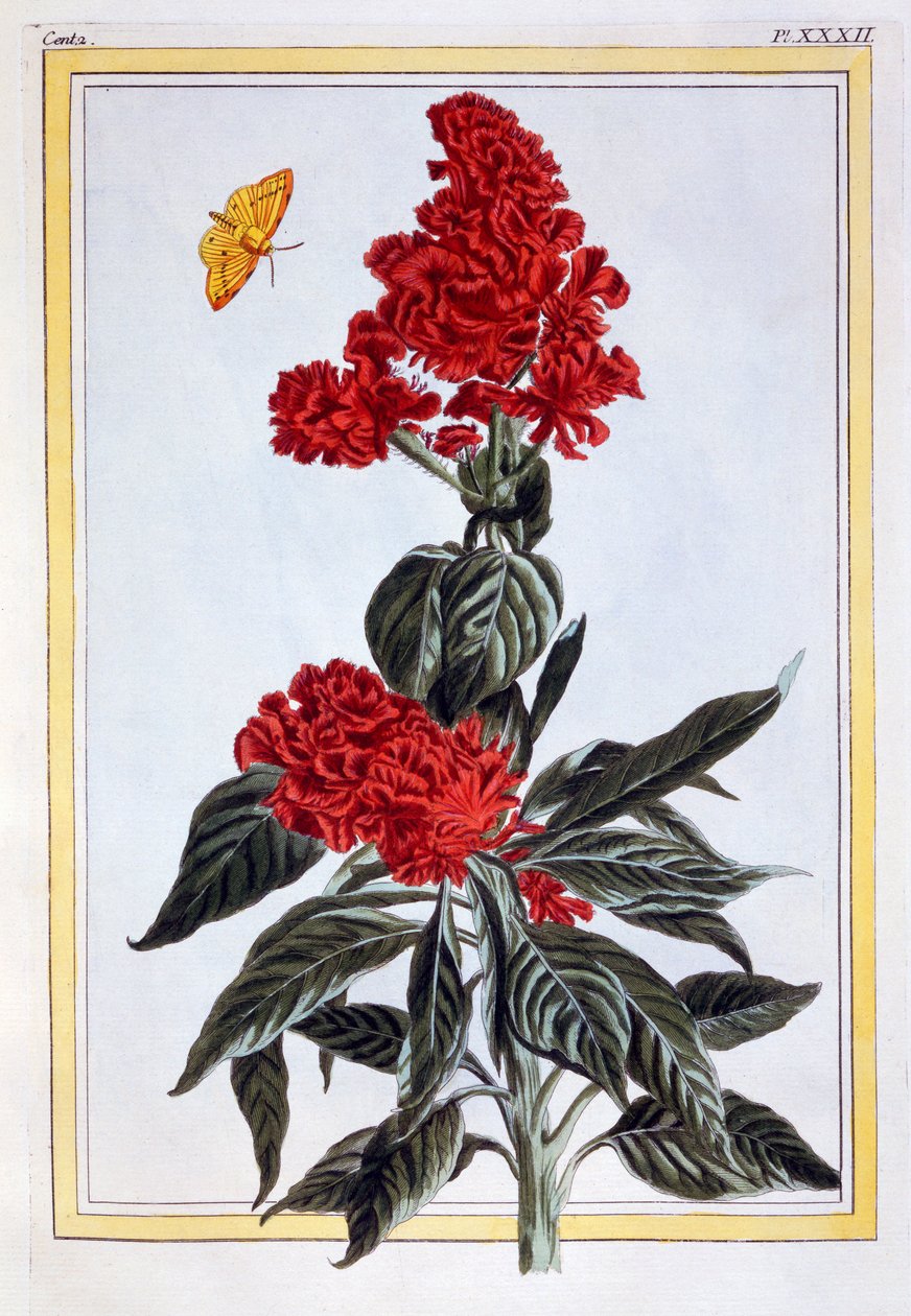Odmiana amarantusa, wyd. 1776. autorstwa Pierre Joseph Buchoz