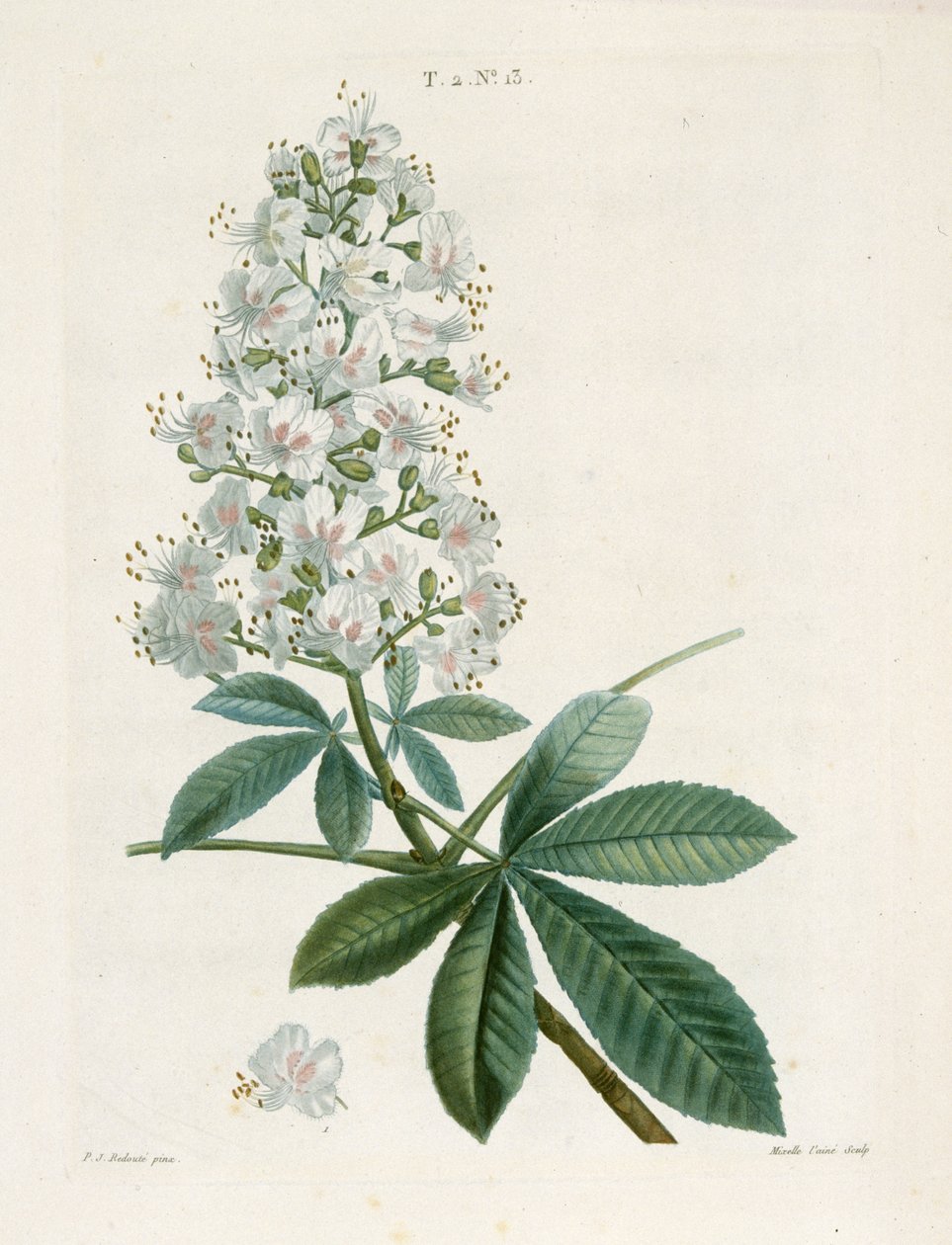 Aesculus Hippocastorum, Kasztanowiec, ok. 1800-1830. autorstwa Pierre Joseph Redouté