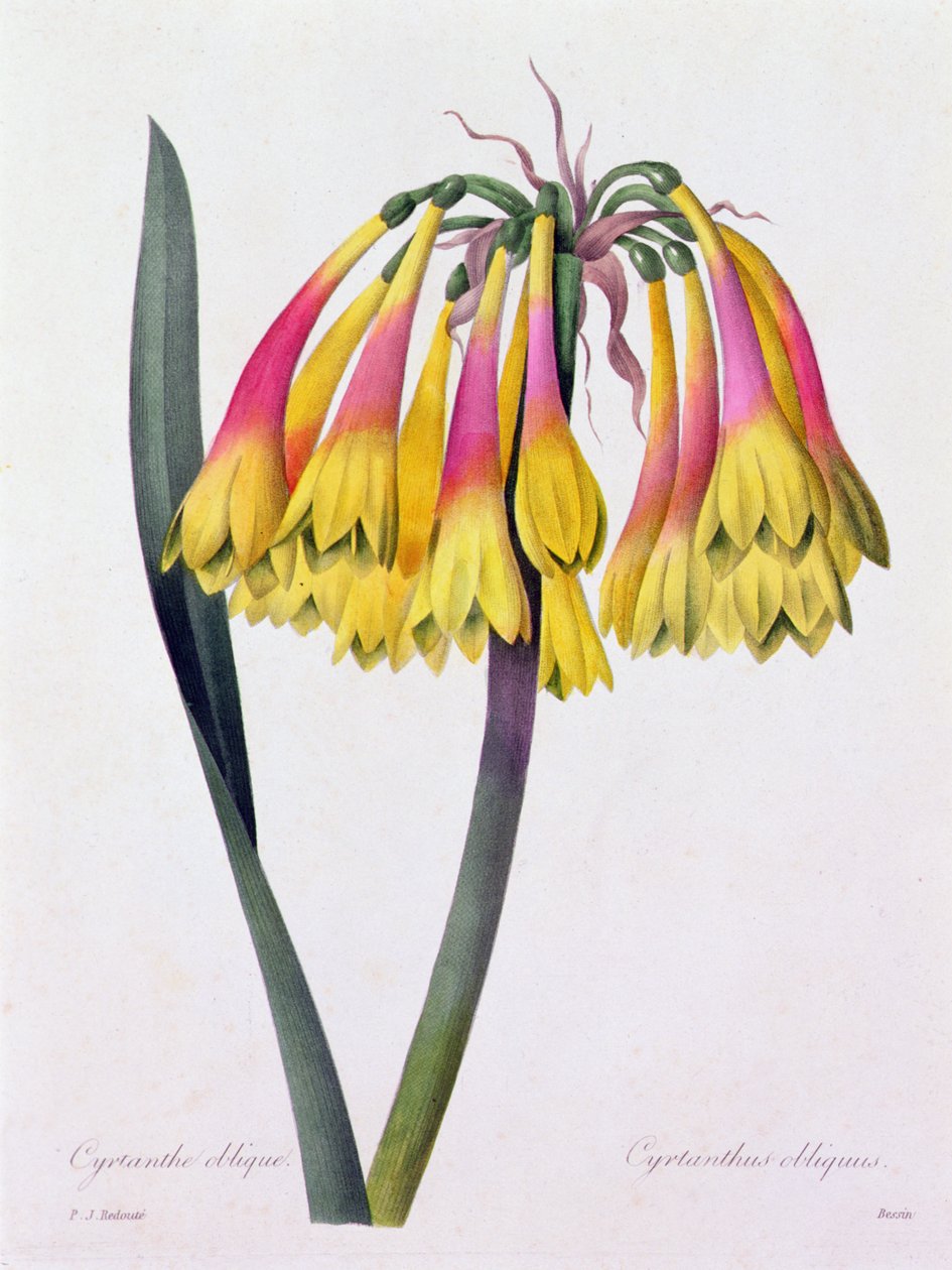 Cyrtanthus Obliquus (kolorowy grawerunek) autorstwa Pierre Joseph Redouté