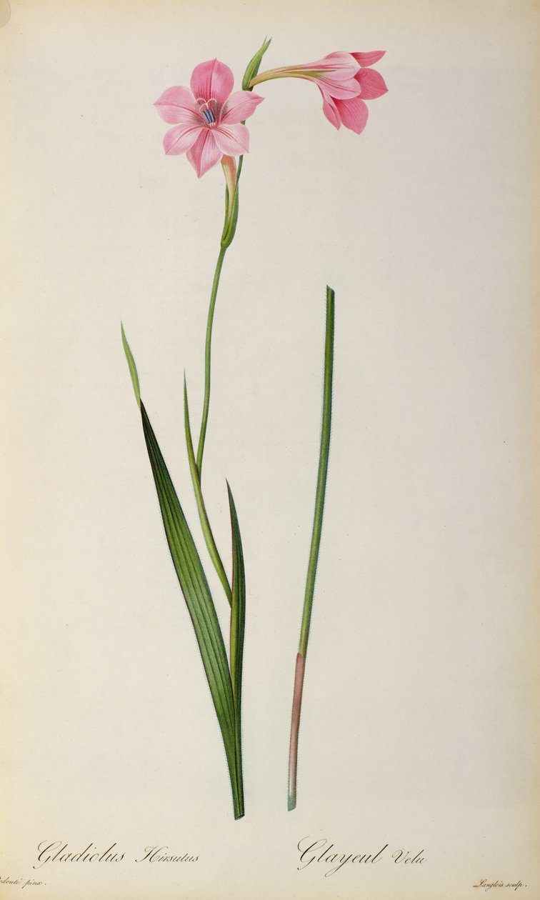 Gladiolus Hirsulus, z "Les Liliacees", 1805 r. autorstwa Pierre Joseph Redouté