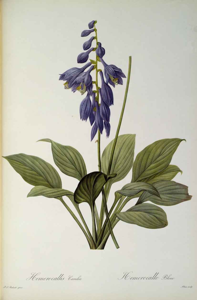 Hemerocallis Caerulea, z „Les Liliacees”, 1806 autorstwa Pierre Joseph Redouté