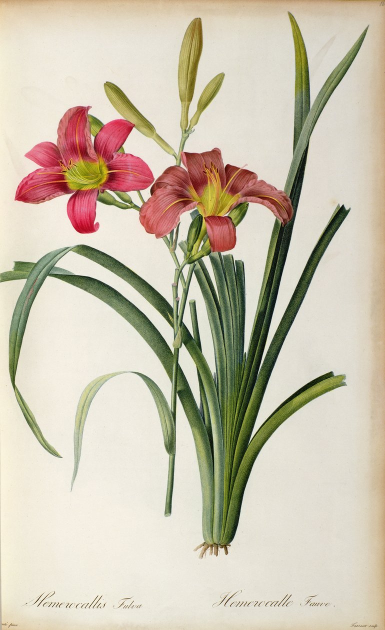 Hemerocallis fulva, z „Les Liliacees”, 1805 autorstwa Pierre Joseph Redouté