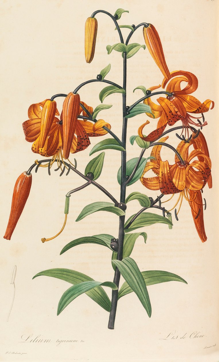 Liliaceae, 1804-1815. autorstwa Pierre Joseph Redouté