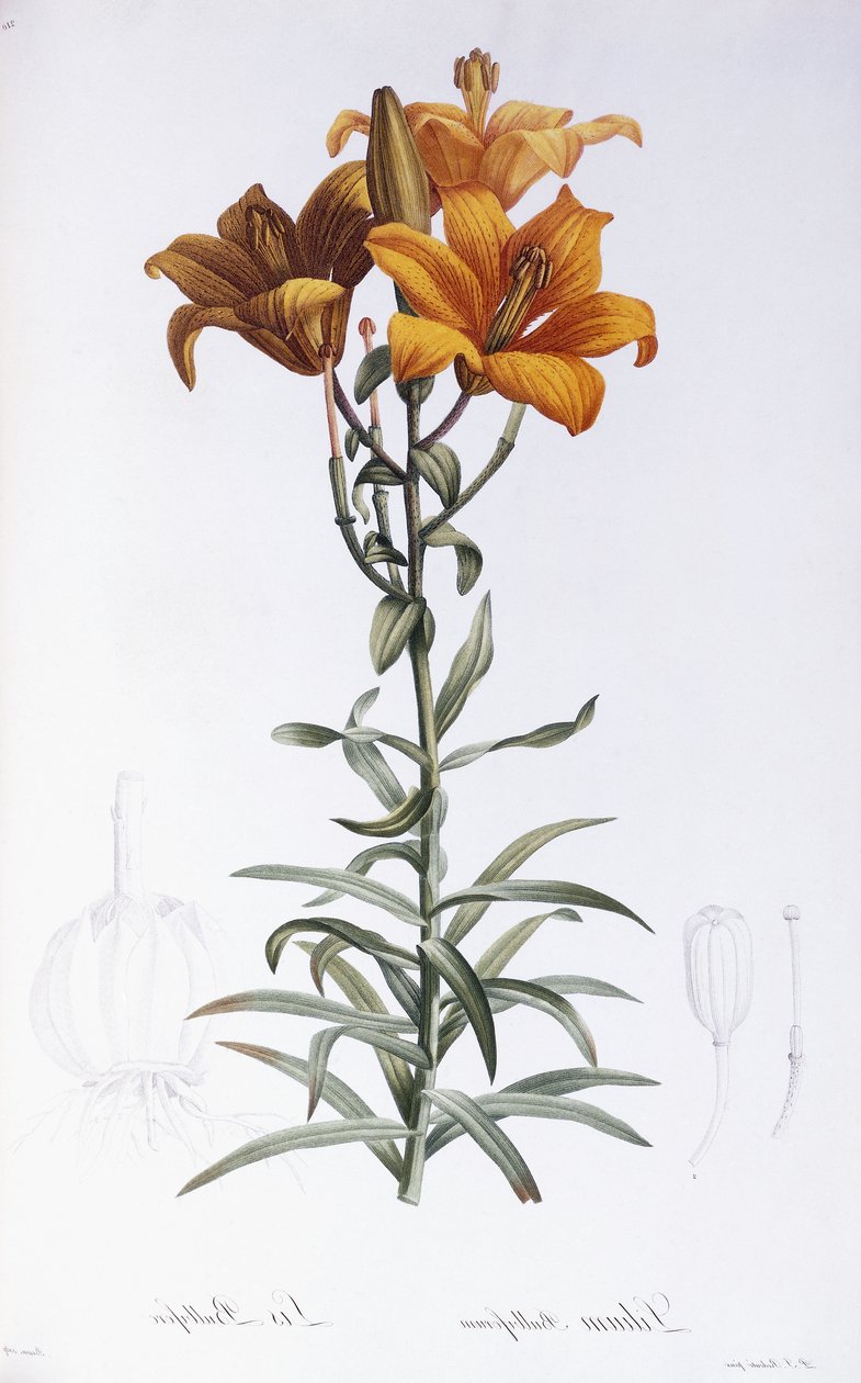Lilia Bulbiferum autorstwa Pierre Joseph Redouté