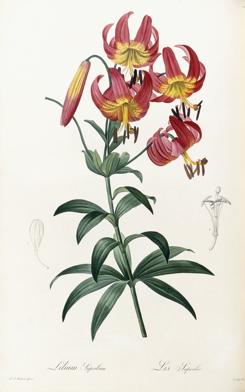 Lilium Superbus, 1805-1816 autorstwa Pierre Joseph Redouté
