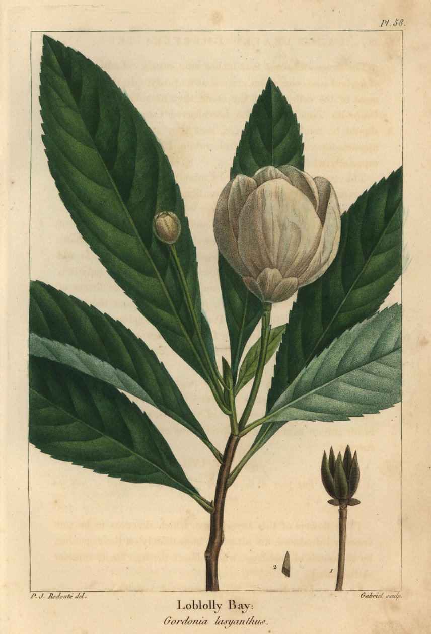 Loblolly bay, Gordonia lasyanthus (rycina) autorstwa Pierre Joseph Redouté