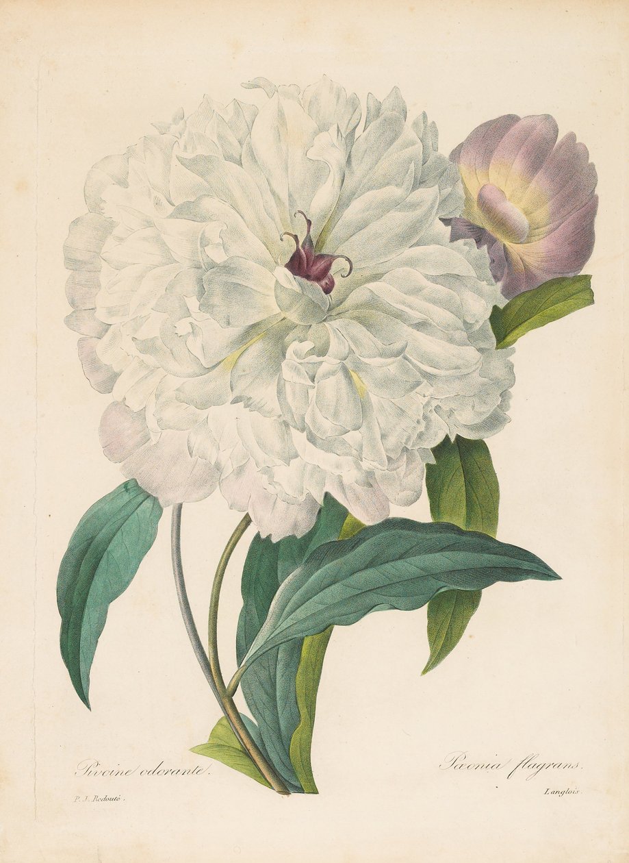 Paeonia flamrans Piwonia, 1827. autorstwa Pierre Joseph Redouté