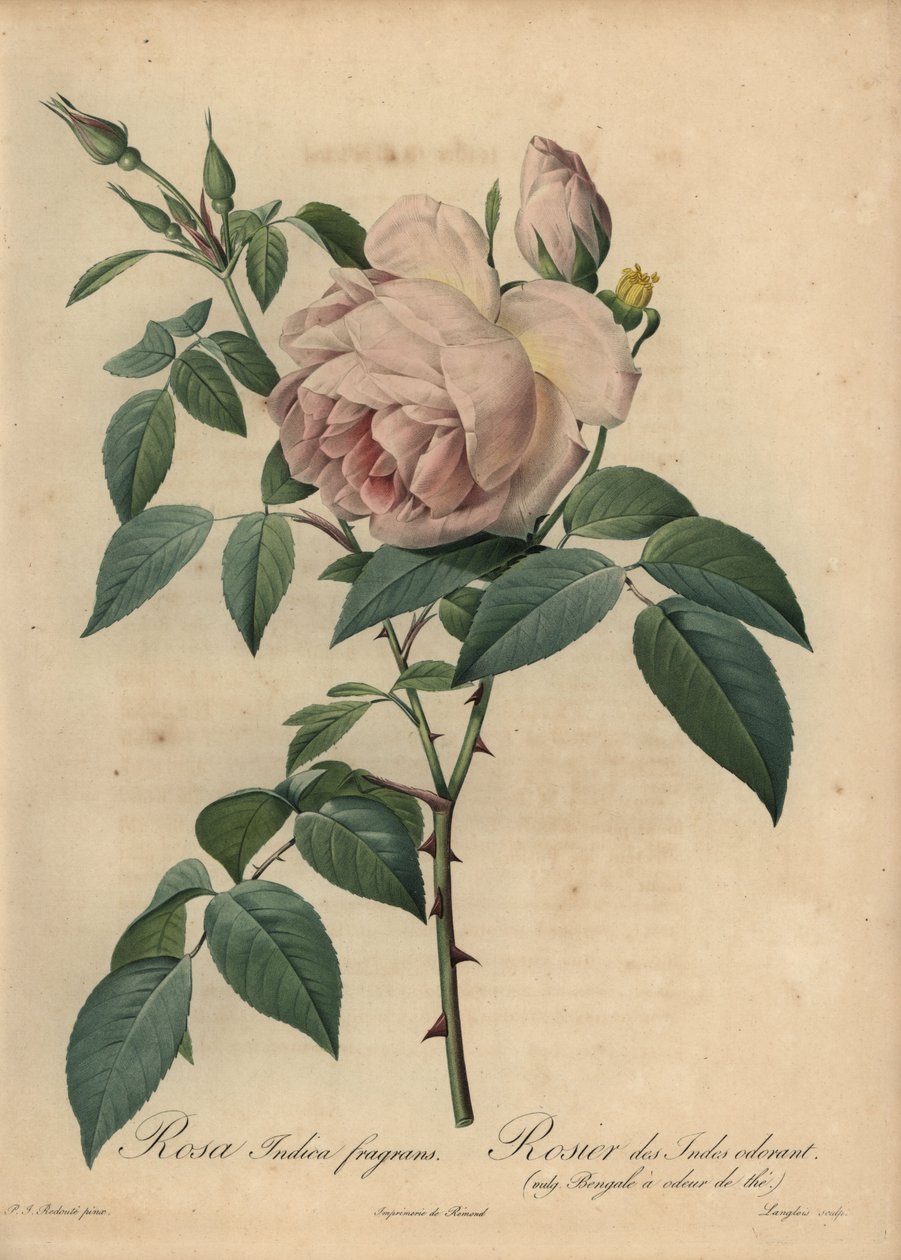 Jasnoróżowa róża pachnąca herbatą, Rosa odorata autorstwa Pierre Joseph Redouté