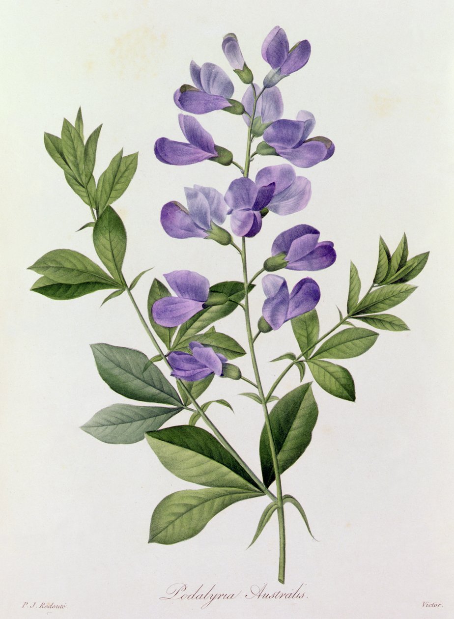 Podalyria Australis (kolorowy grawerunek) autorstwa Pierre Joseph Redouté