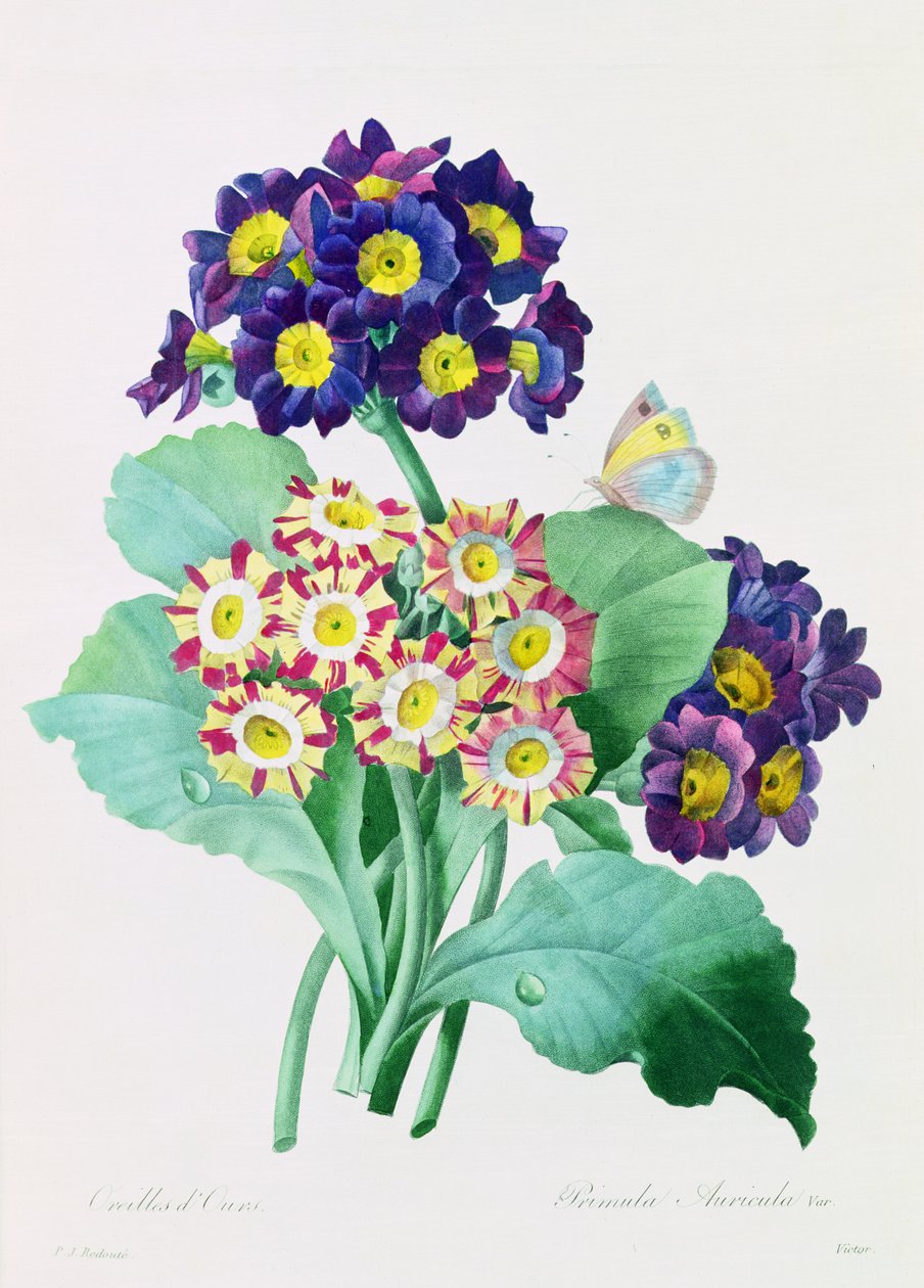 Primula Auricula (kolorowy grawer) autorstwa Pierre Joseph Redouté