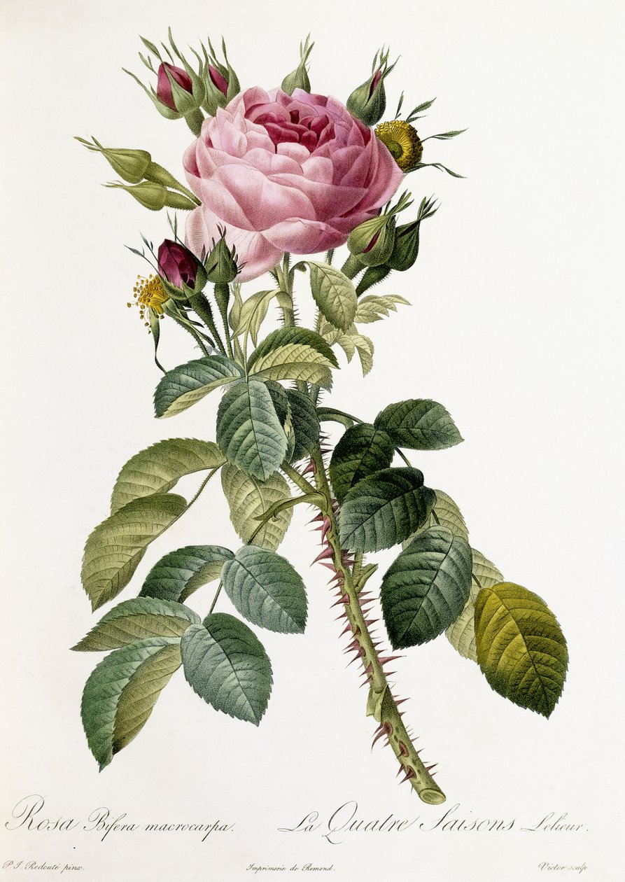 Rosa Bifera macrocarpa, 1817-1824 autorstwa Pierre Joseph Redouté