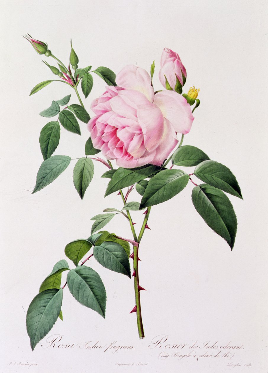 Rosa Indica Fragans (kolorowy grawer) autorstwa Pierre Joseph Redouté