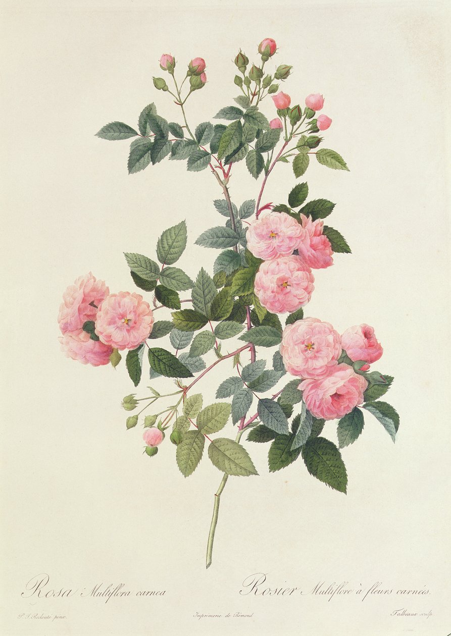 Rosa Multiflora Carnea autorstwa Pierre Joseph Redouté