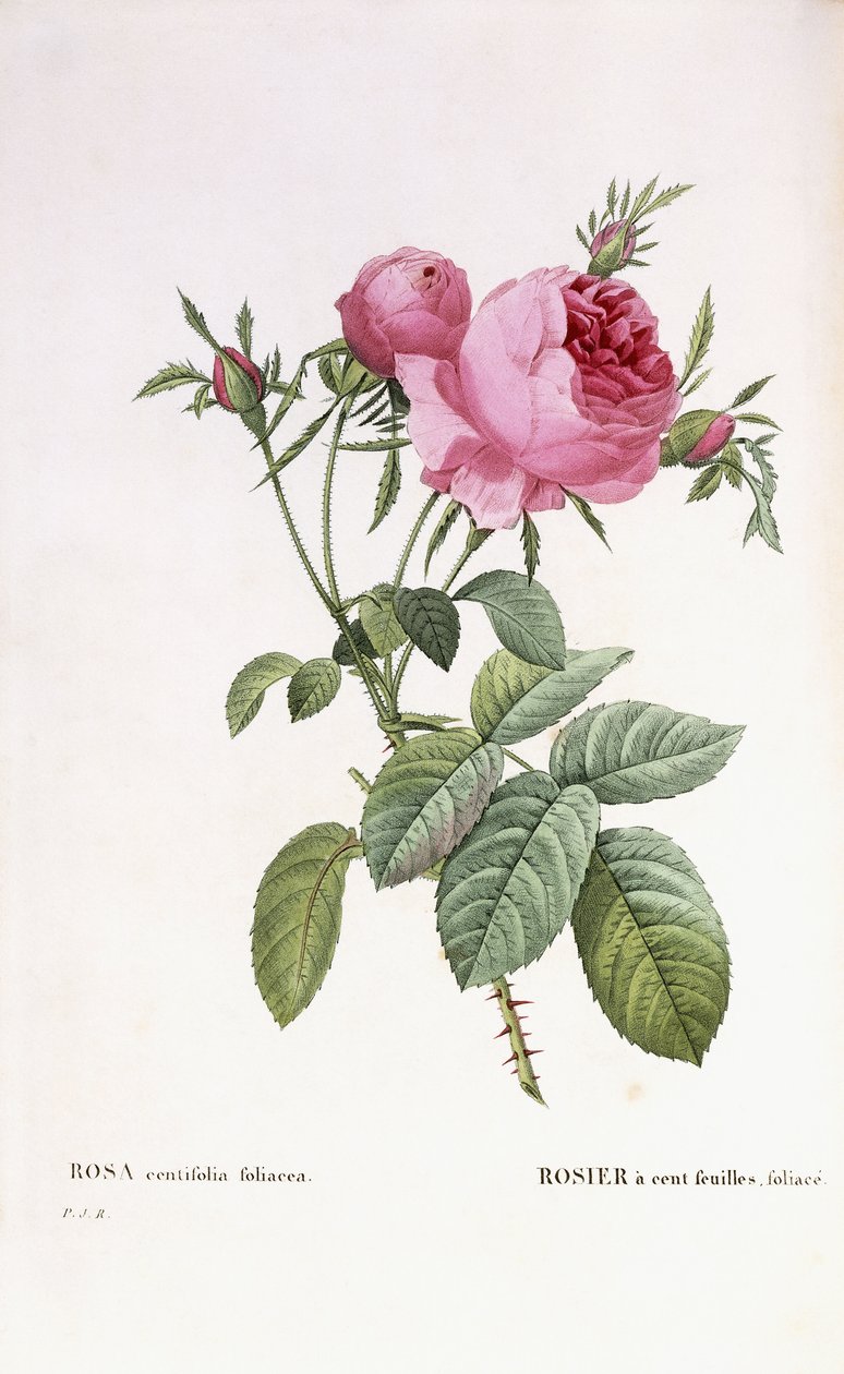 Rosa centifolia foliacea autorstwa Pierre Joseph Redouté